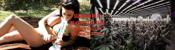индика Инта